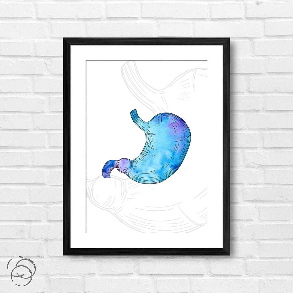 Anatomy Hand Drawn Watercolour Stomach Print - Pink Tag Prints